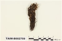 藏品(叢苔科)的圖片
